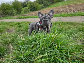 French Bulldog dogs 7 BEAUTIFUL French bulldogs puppies - Advert 1