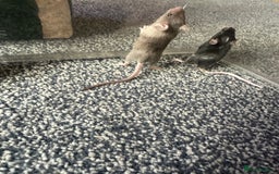 Mouse rodents for sale: Mixed fancy mice  - Image 6