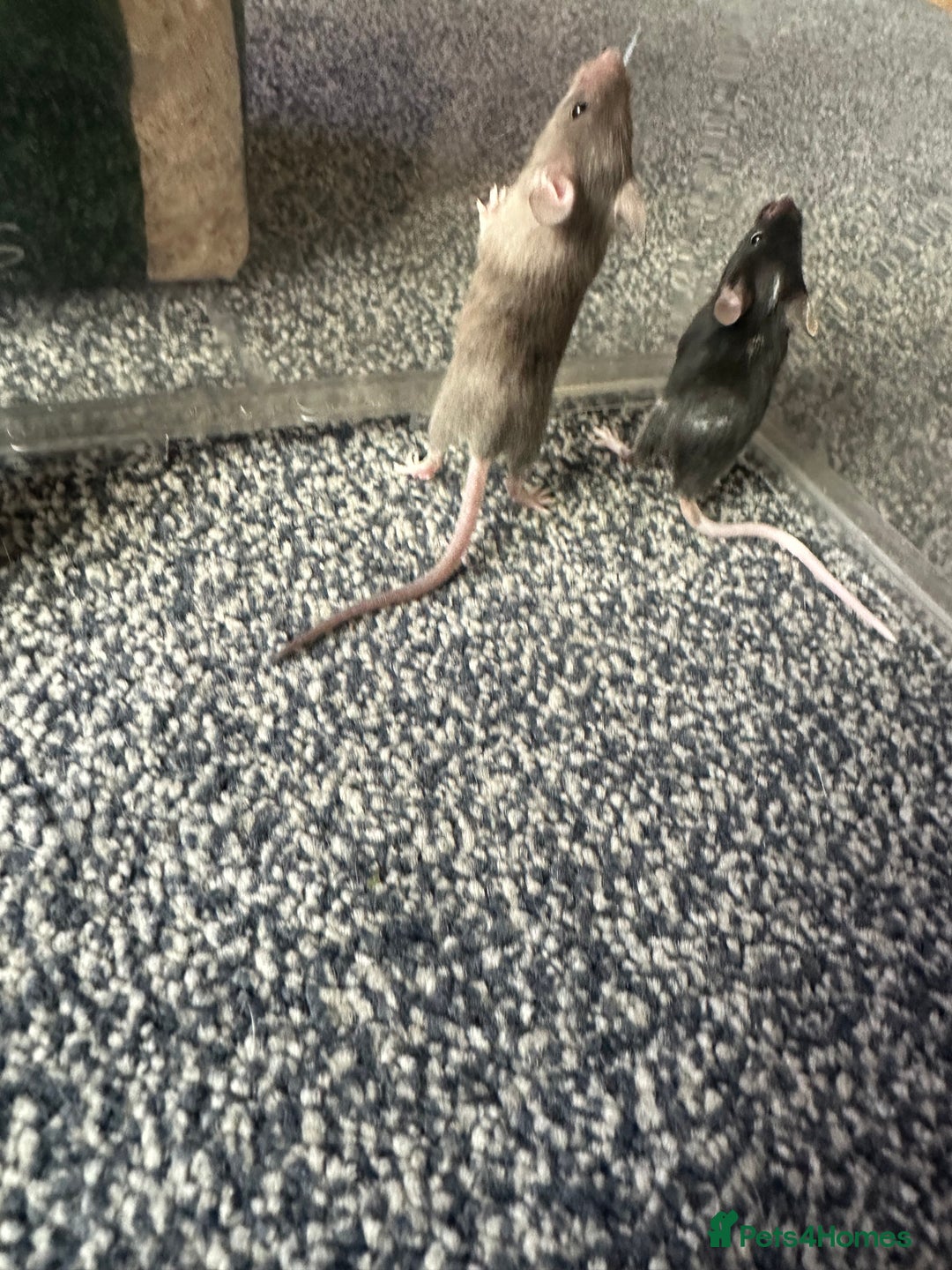 Mouse rodents for sale: Mixed fancy mice  - Image 6