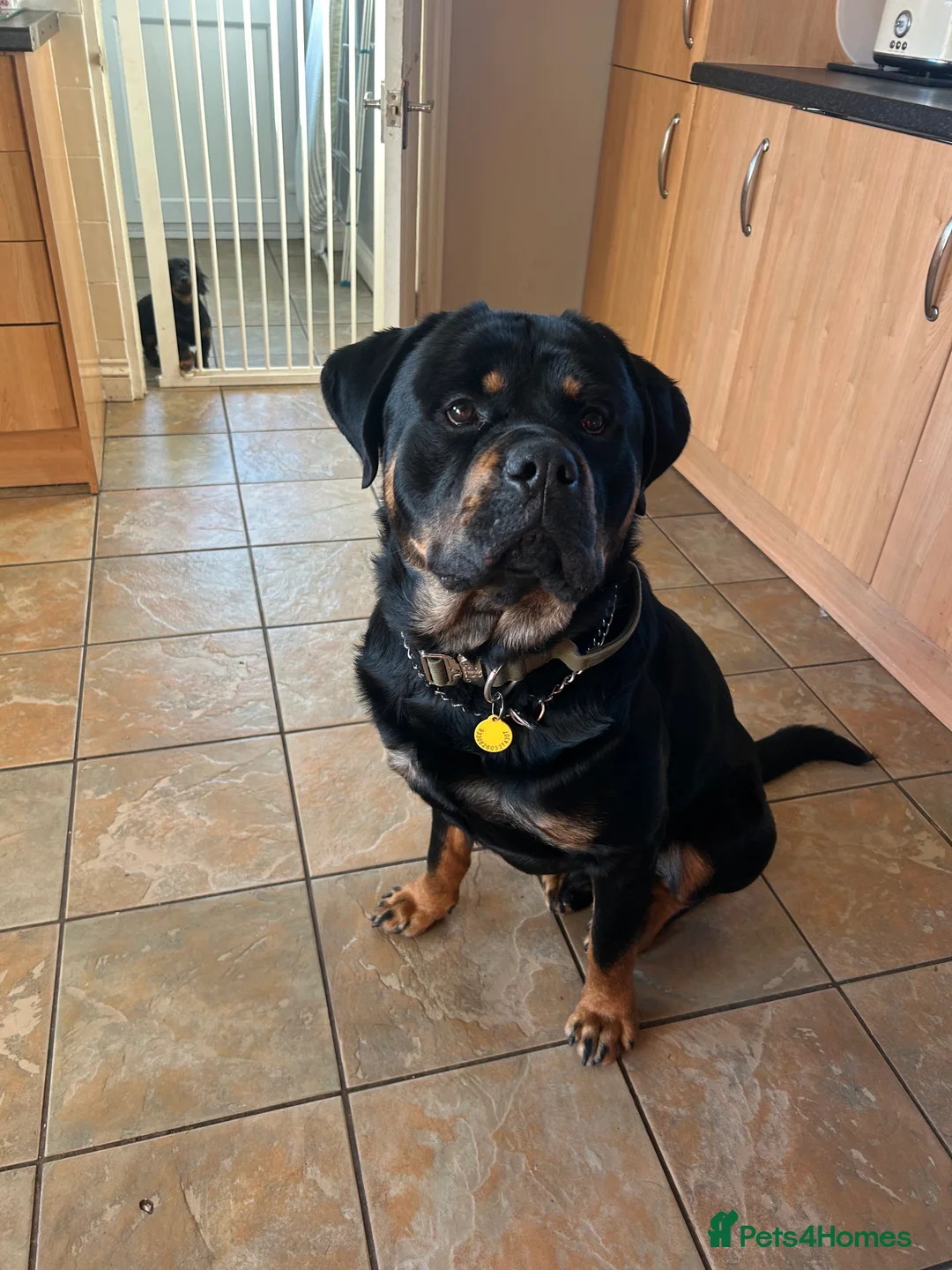 Rottweiler dogs for stud: Rottweiler for stud in Abergavenny - Advert 1