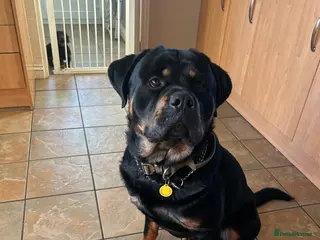 Rottweiler dogs Rottweiler for stud in Abergavenny - Advert 3