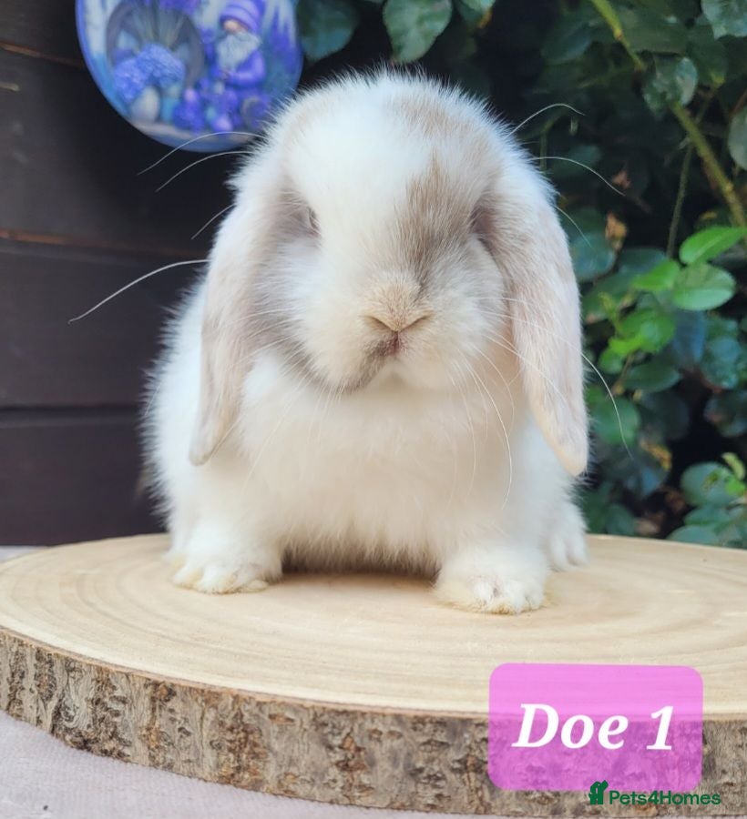 Mini Lop rabbits Beautiful pure bred mini lops - Advert 1