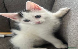 Mixed Breed cats for sale: Beautiful Kitten Looking for His Forever Home - Image 2