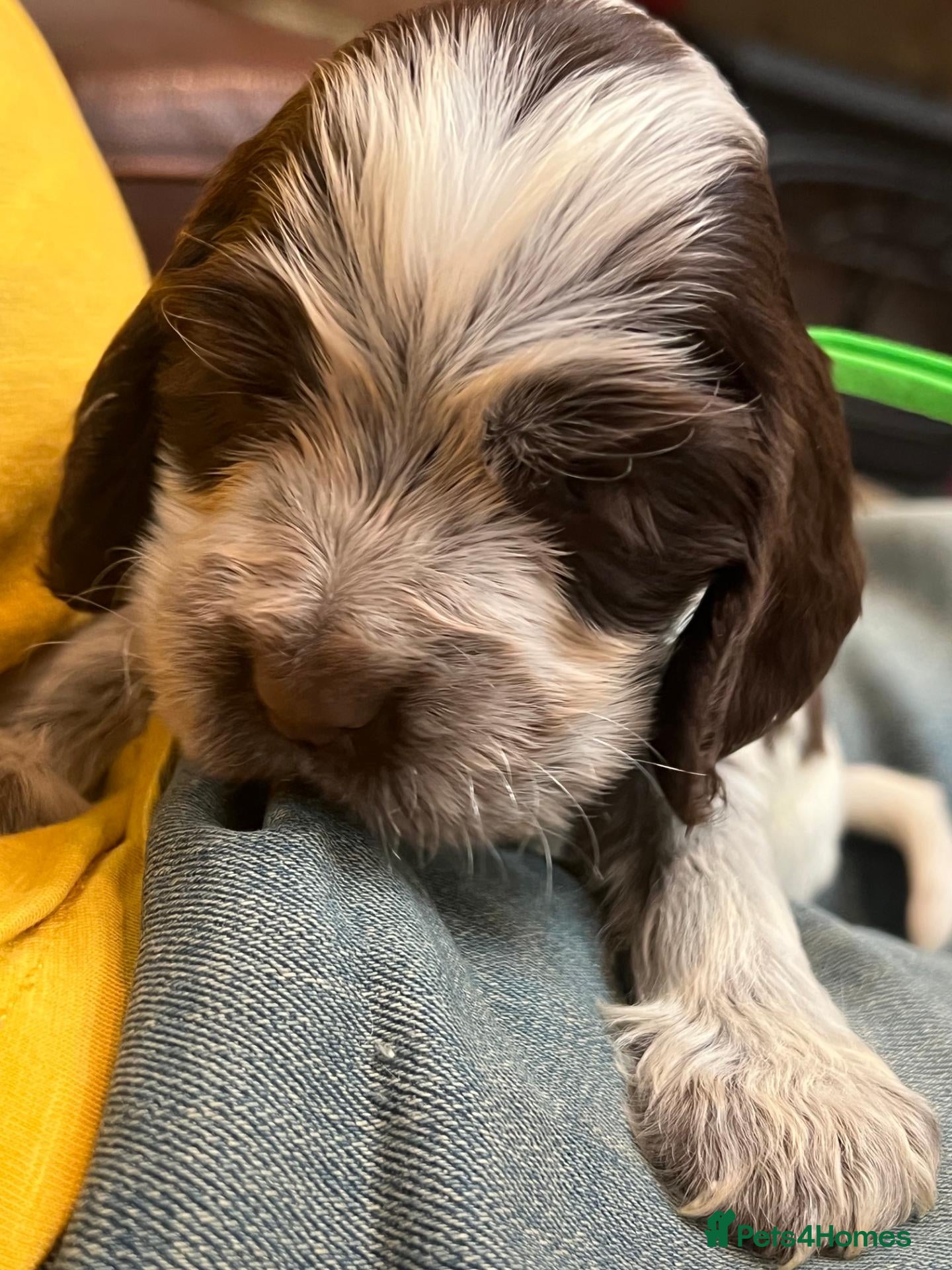 Cocker Spaniel dogs Stunning KC Choc. Roan Show Cocker Spaniel Pups - Advert 2