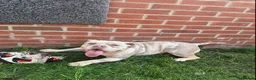 American Bully dogs for sale: FEMALE LILAC TRI MERLE FOR SALE! - Advert 2