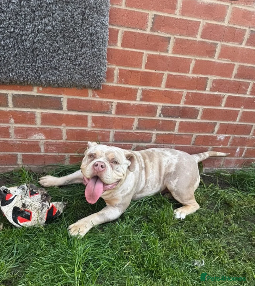 American Bully dogs for sale: FEMALE LILAC TRI MERLE FOR SALE! - Advert 2