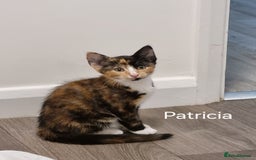 Domestic Shorthair cats for sale: 3 kittens 2 adults for sale  - Image 5