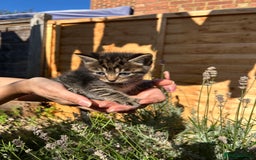 Scottish Fold cats for sale: Adorable Scottish Fold Mix Kittens - Image 6