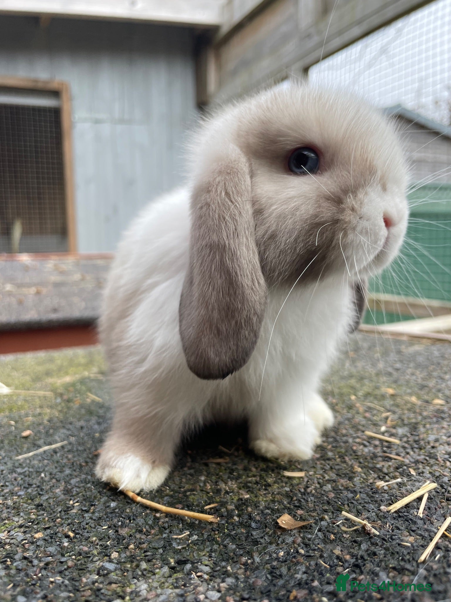 Mini Lop rabbits Male mini lops looking for for ever homes - Advert 2