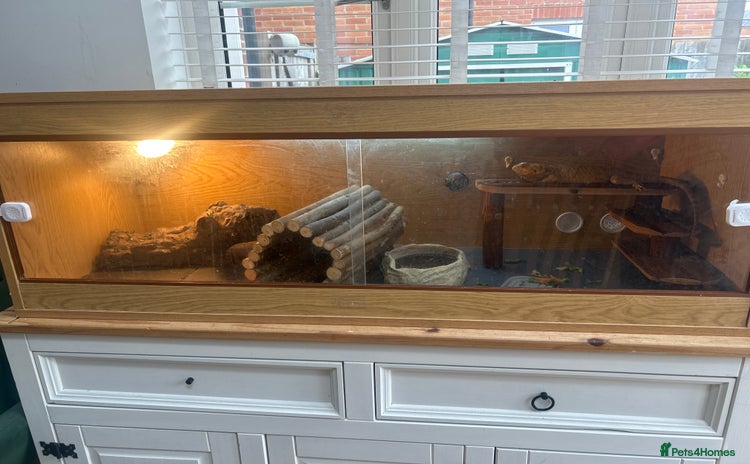 Bearded Dragon reptiles - Advert 1