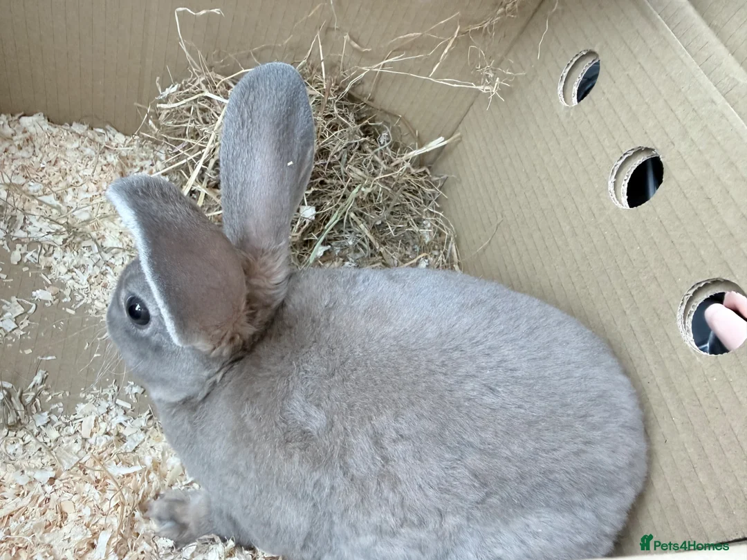 Mixed Breed rabbits for sale: Grey bunny in Gloucester - Advert 8