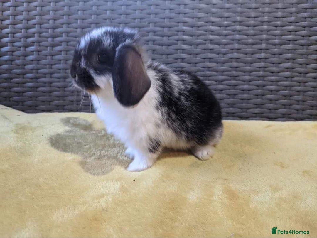Mini Lop rabbits for sale: MINI LOP BUNNIES - PEDIGREE  - Image 15