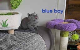 British Shorthair cats for sale: British Shorthair (last girl left) - Image 14