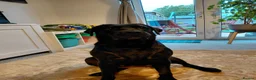 Labrador Retriever dogs for sale: 4 boys in Chichester - Advert 1
