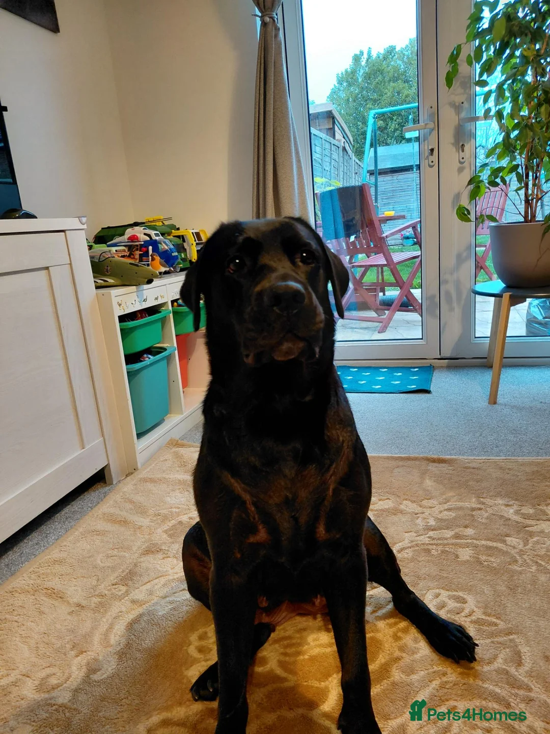 Labrador Retriever dogs for sale: 4 boys in Chichester - Advert 1