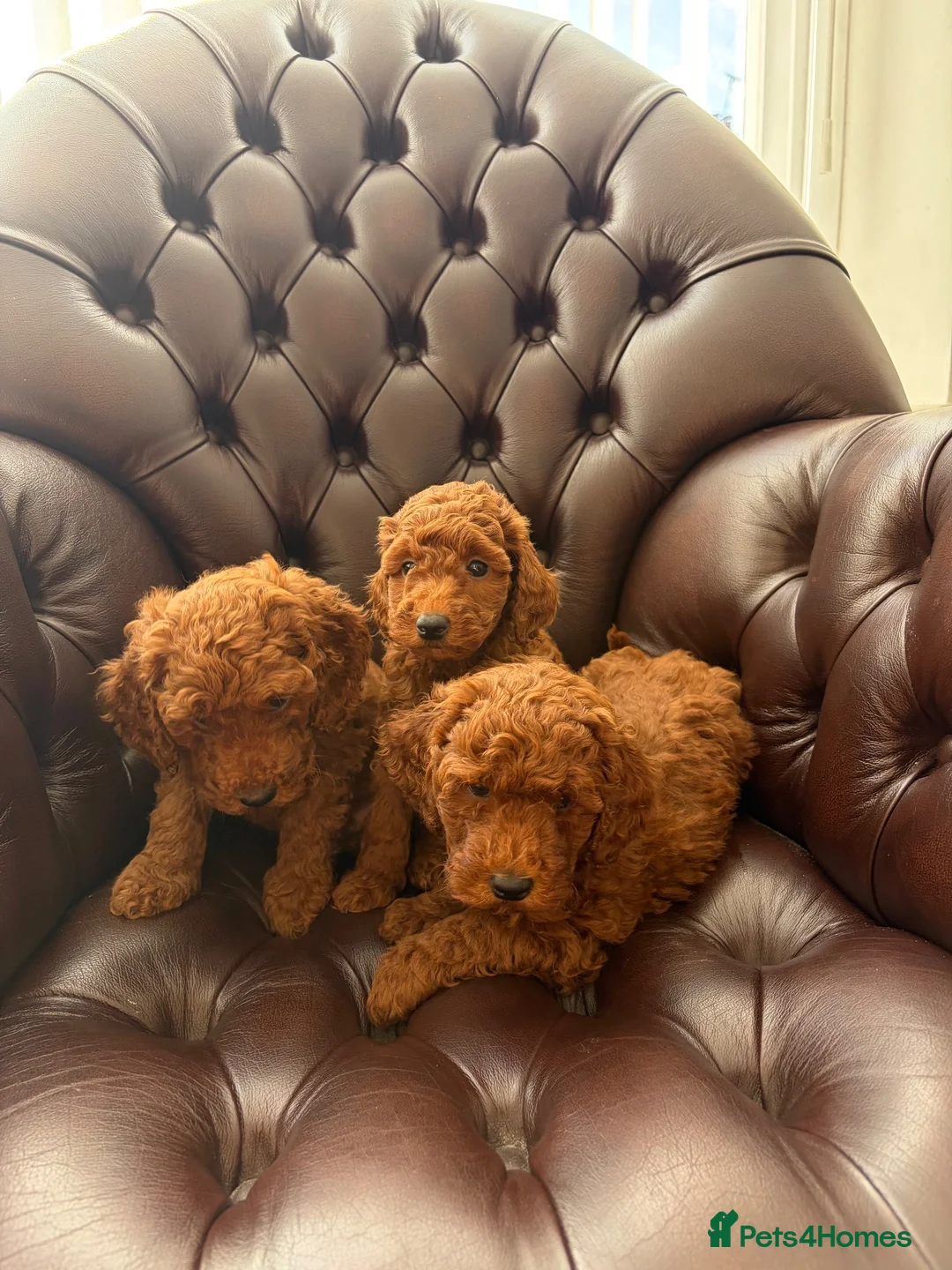 Miniature Poodle dogs for sale: Dark Fox Red Miniture Poodles For Sale  - Advert 2