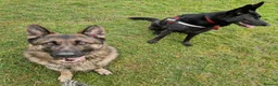 German Shepherd dogs for sale: Stunning german shepherd  - Advert 5