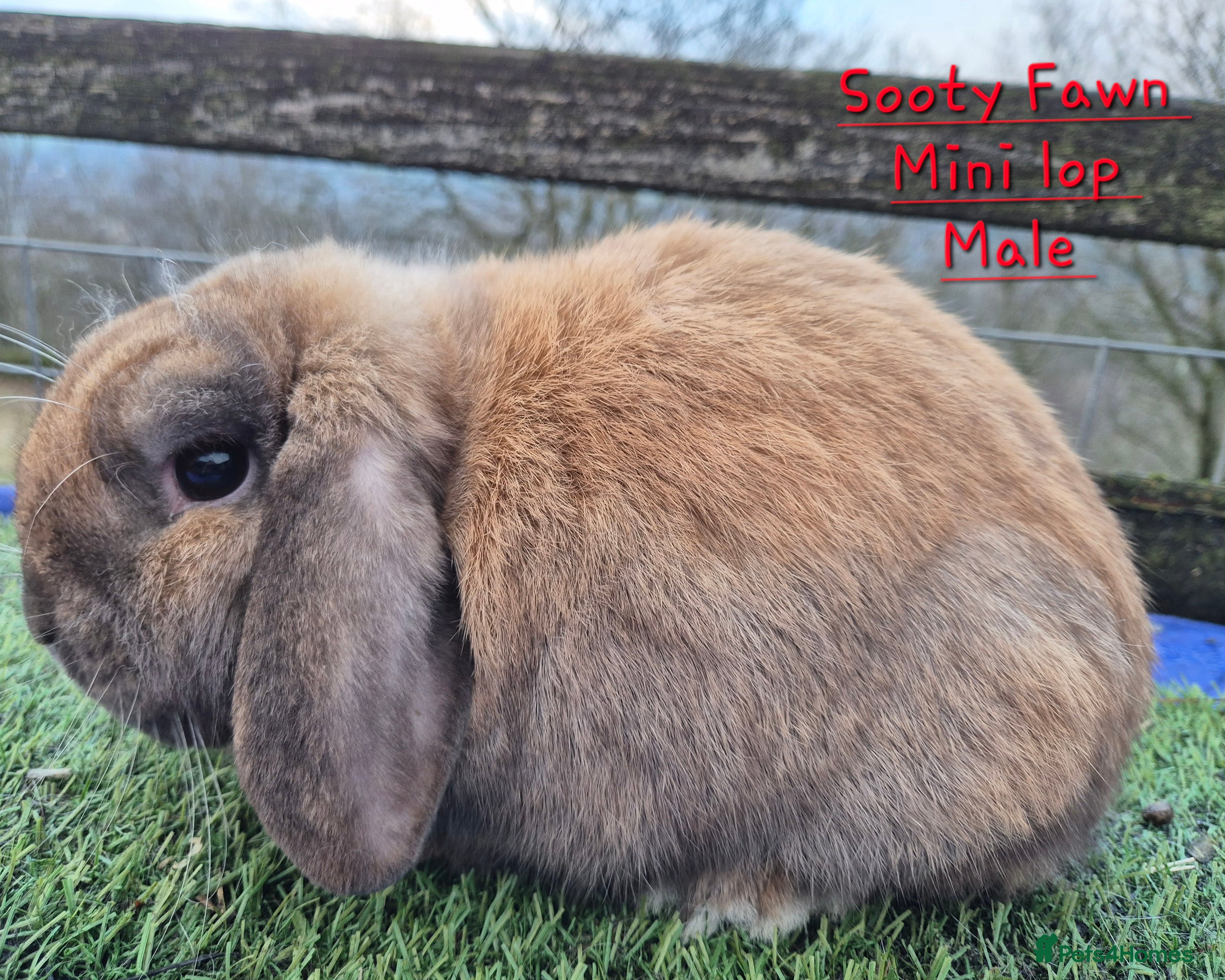 Mini Lop rabbits for sale: Sooty fawm Mini lop male  - Advert 2
