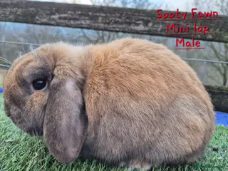Mini Lop rabbits for sale: Sooty fawm Mini lop male - Advert 2
