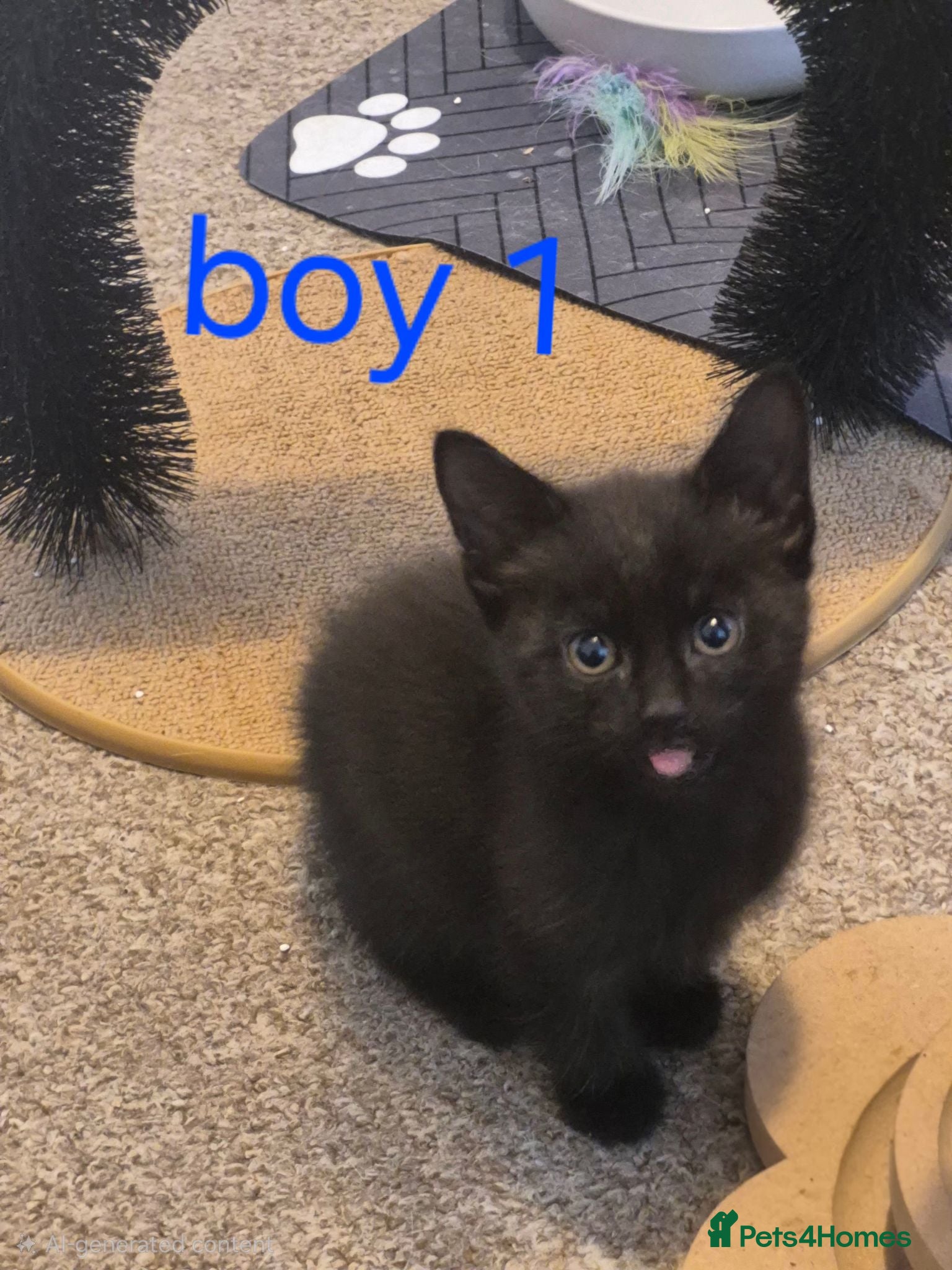 Mixed Breed cats Beautiful kittens  looking for loving families! - Advert 2