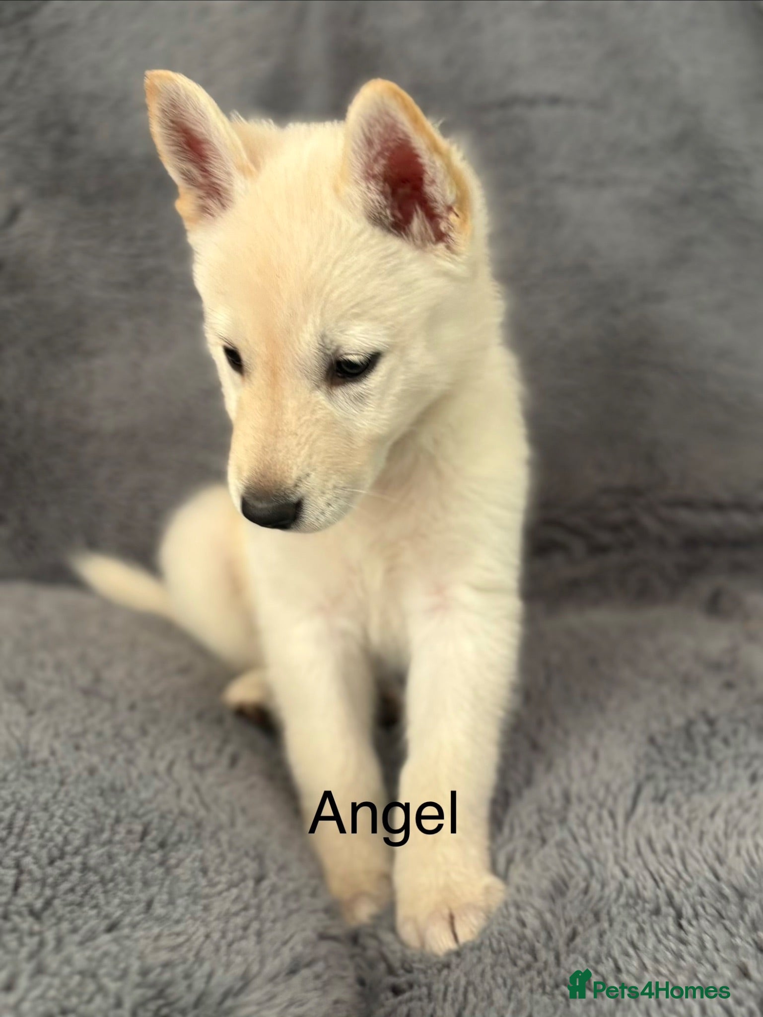 Utonagan dogs Utonagan, Husky-Hybrid puppies for sale  - Advert 1