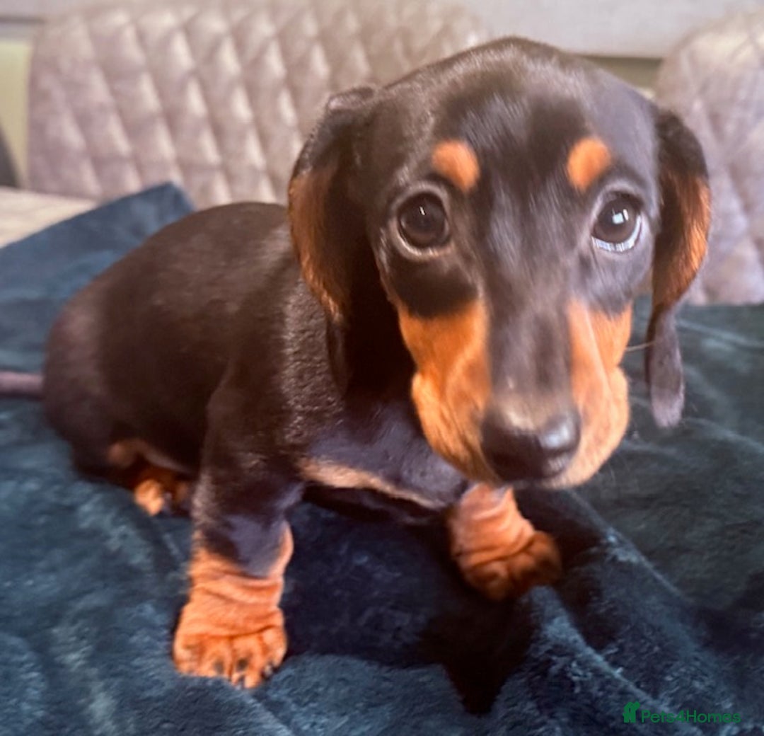 Miniature Dachshund dogs for sale: Ruby and Marley pups - Advert 18