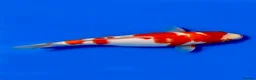 Koi Carp fish for sale: Japanese Koi - Top Quality - Advert 30