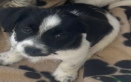 Mixed Breed dogs for sale: 3 male Jackapoo Pups - Image 12