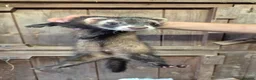 Ferret rodents for sale: Micro eu ferrets at 4 girls left 2 boys 15 weeks  - Advert 4