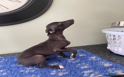 Whippet dogs for sale: READY NOW in Maidstone - Image 2