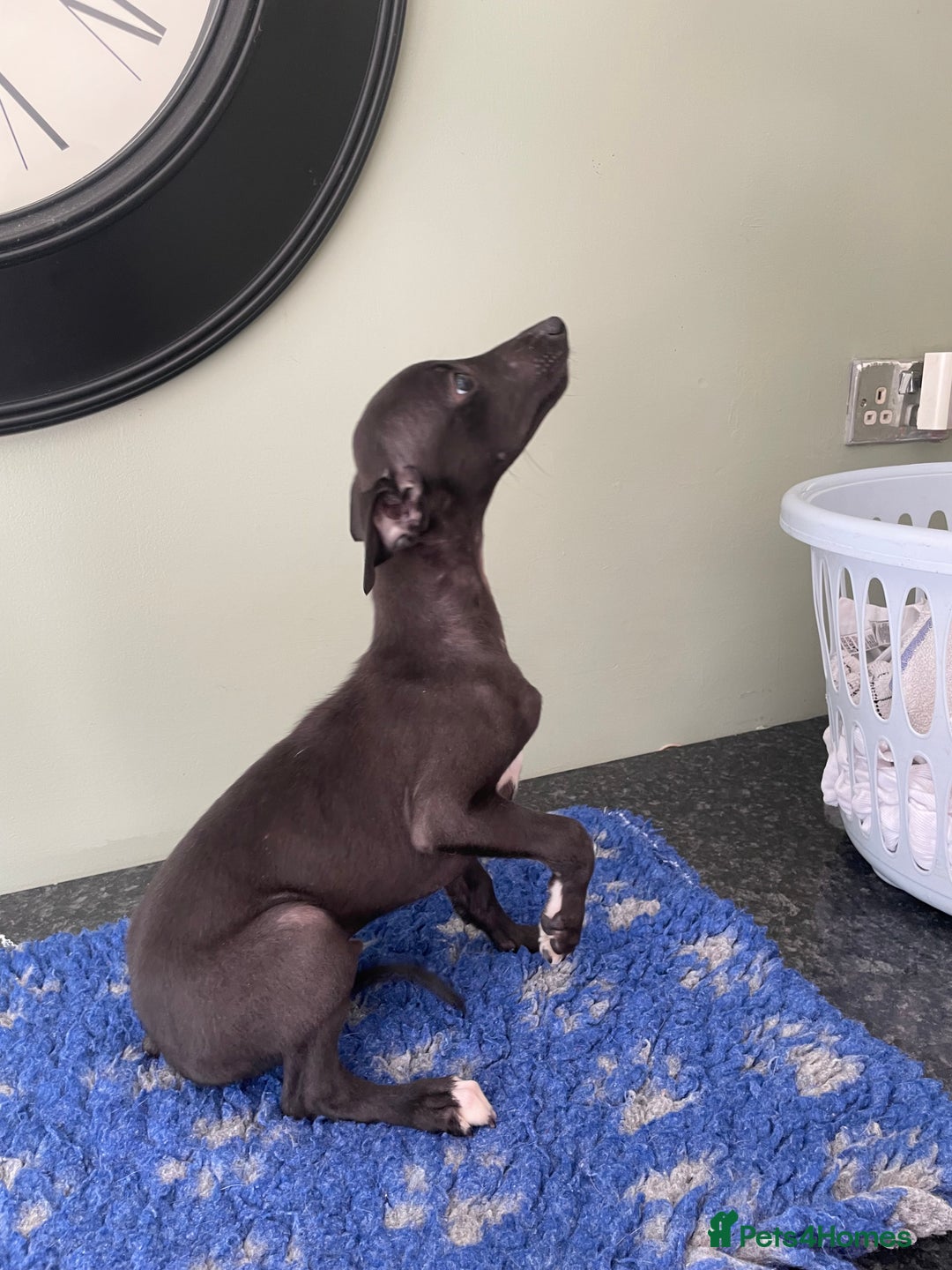 Whippet dogs for sale: READY NOW in Maidstone - Image 2