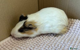 Guinea Pig rodents for sale: Young Guinea pigs  - Image 10