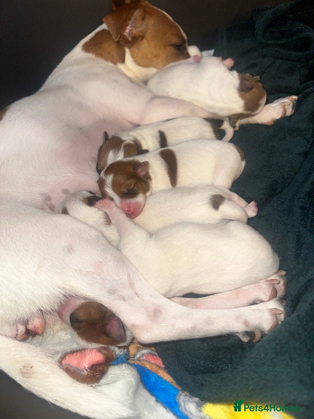 Jack Russell dogs for sale: 3 beautiful Jack russels left  - Advert 4