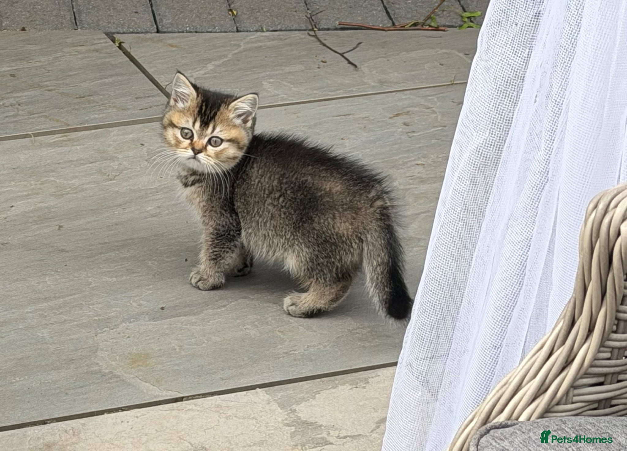 British Shorthair cats British shorthair boys ❤️ - Advert 1