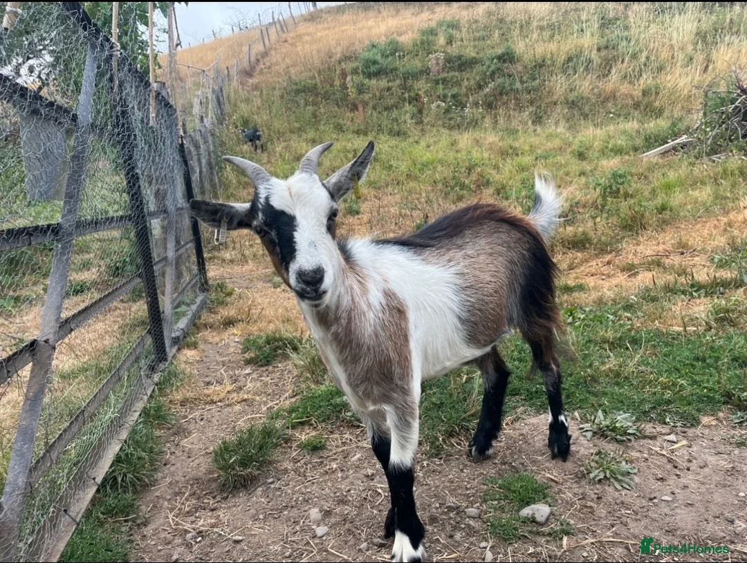 Goats livestock for sale: Pygmy Goats in Kington - Advert 2