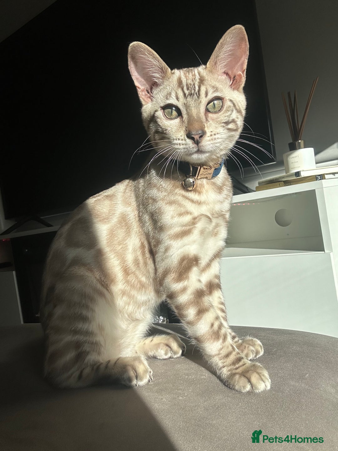 Bengal cats for sale: Bengal kitten  - Advert 3