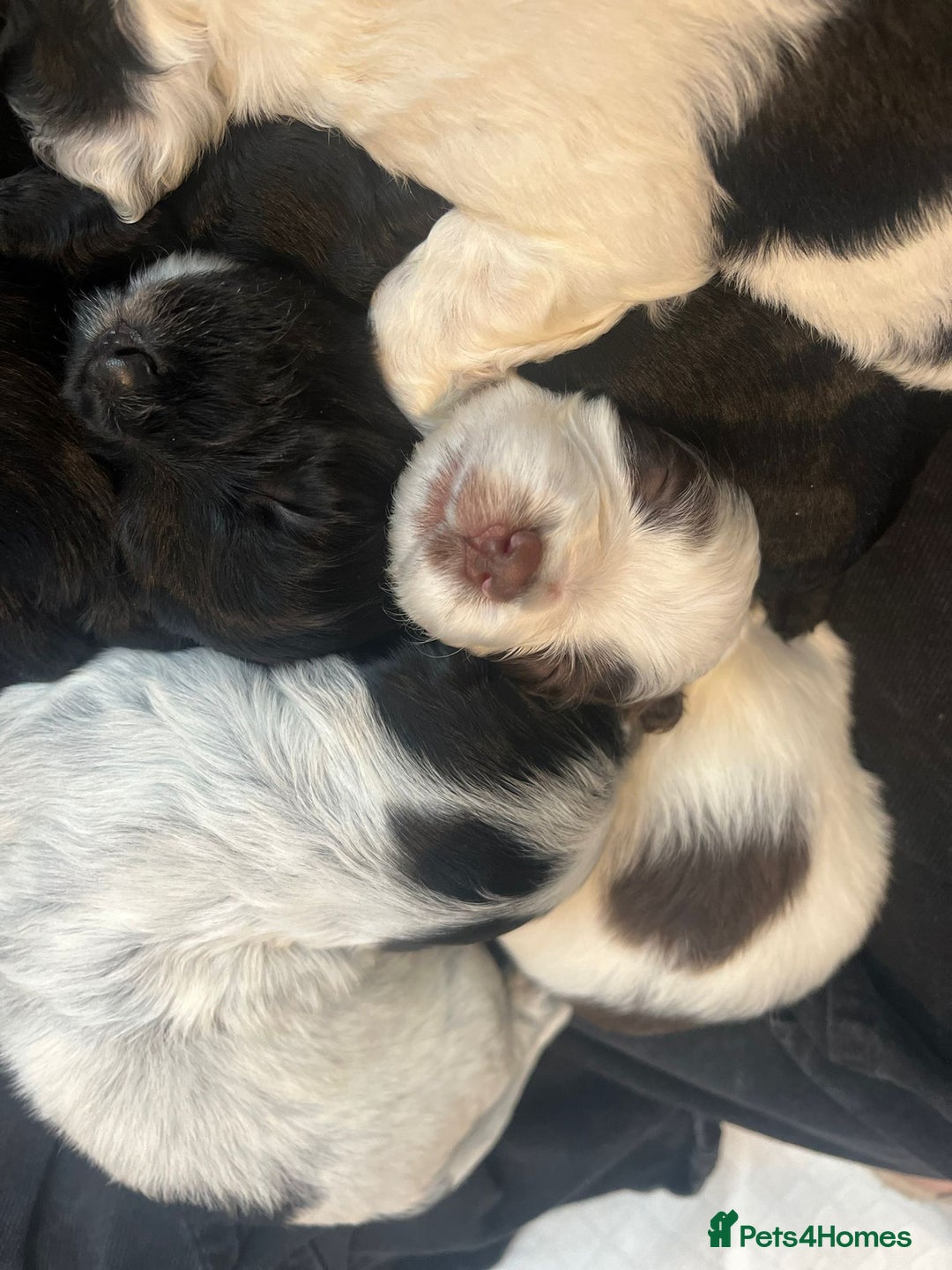 Sprocker dogs for sale: The Best of Both Worlds: Laid-Back & Brainy  - Advert 24