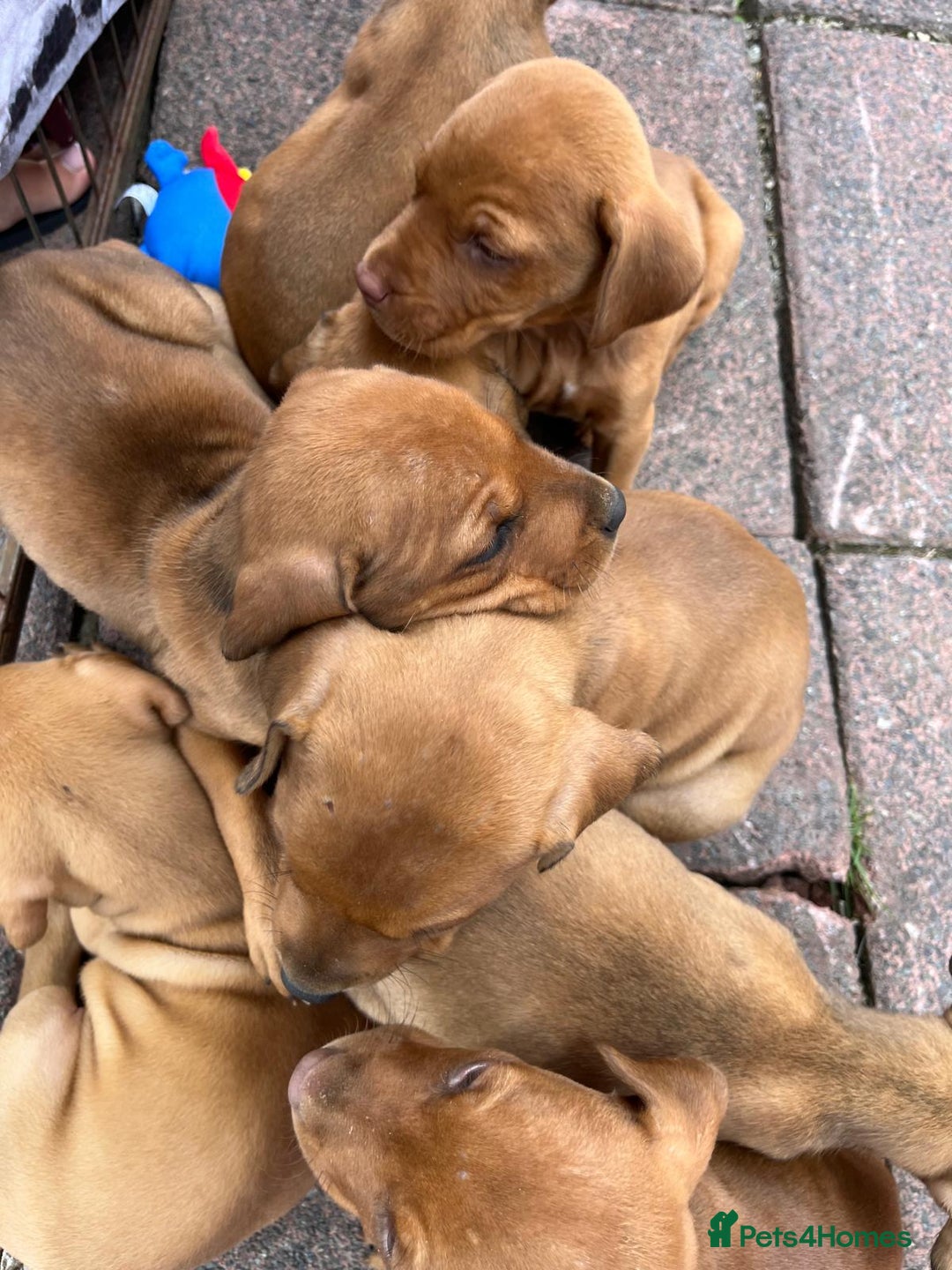 Mixed Breed dogs for sale: Doberman puppies for sale - Image 11