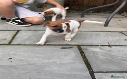 Jack Russell dogs for sale: Jack Russle puppies  - Image 5