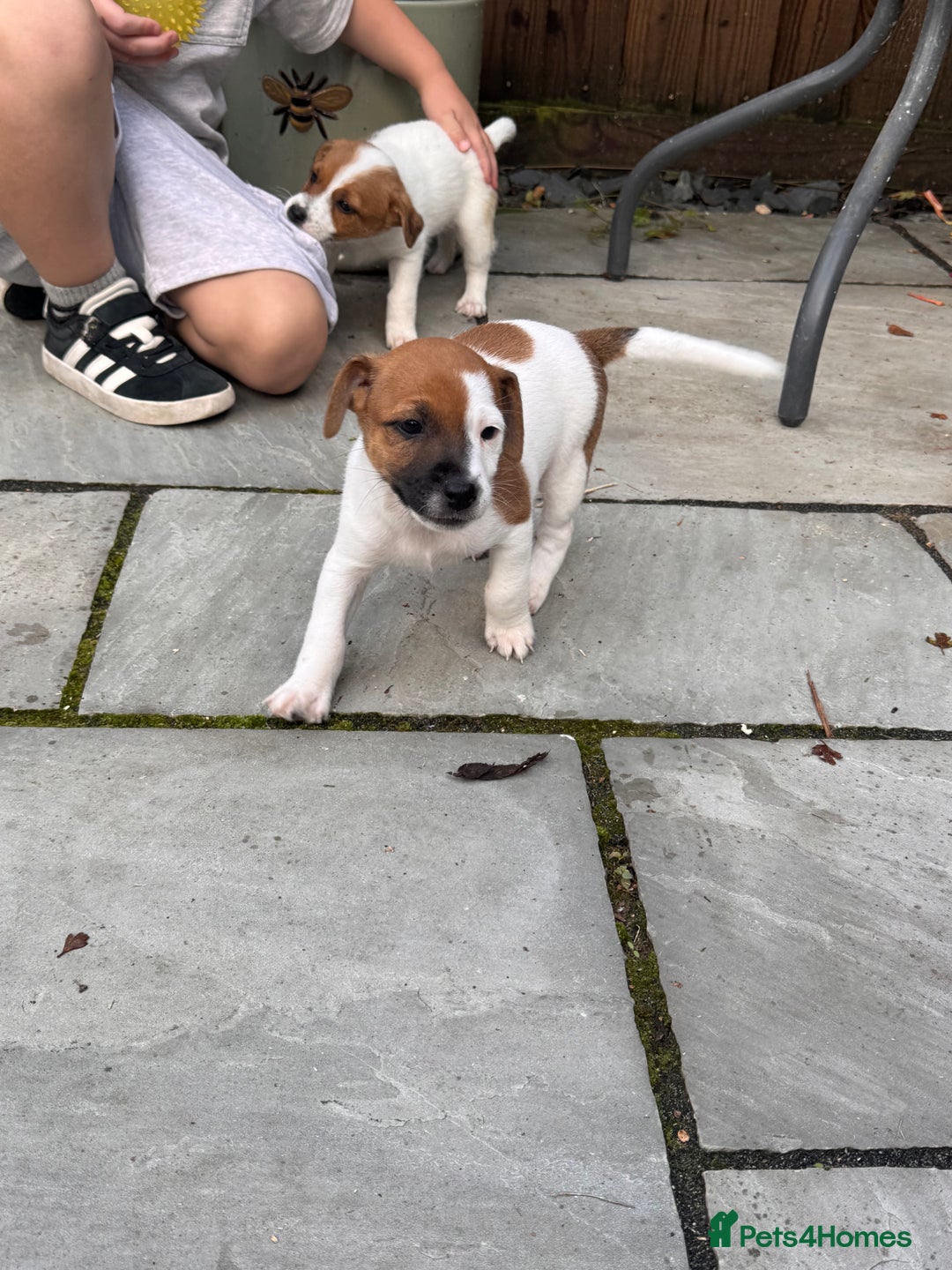 Jack Russell dogs for sale: Jack Russle puppies  - Image 5