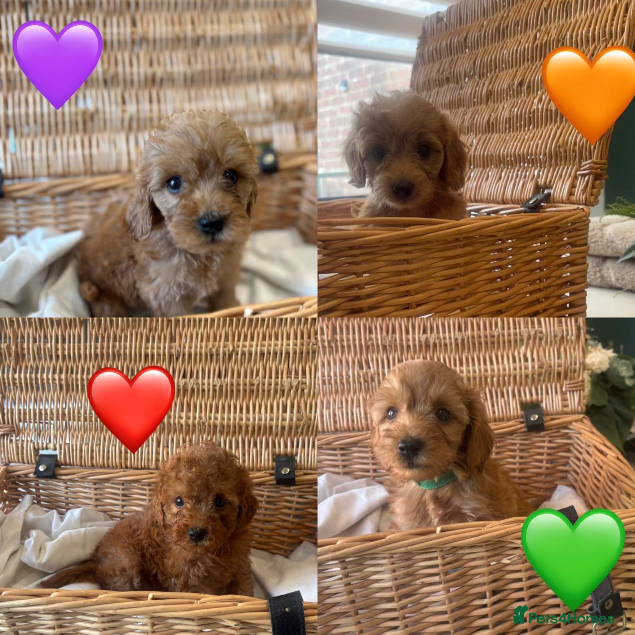 Cockapoo dogs Cockapoo puppy’s  - Advert 12