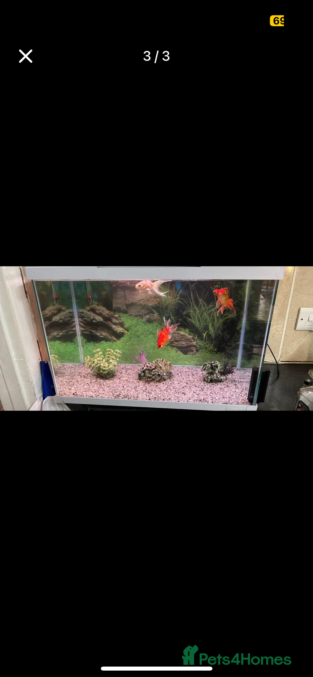 Fancy Goldfish fish for sale: 4 goldfish and an aquarium - Image 3