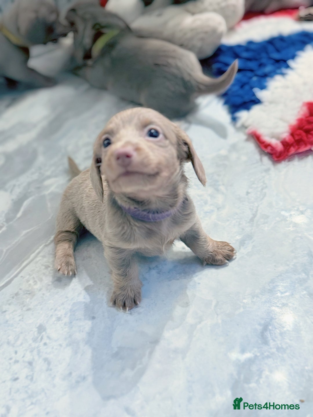 Miniature Dachshund dogs for sale: Stunning Isabella mini reg 5* health cert ready - Image 13