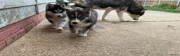 Siberian Husky dogs for sale: Siberian Husky Puppies With Beautiful Personalitie in Stoke-on-Trent - Advert 11