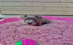 Staffordshire Bull Terrier dogs for sale: Blue StaffordshireBull Terrier Champion Pup - Image 4