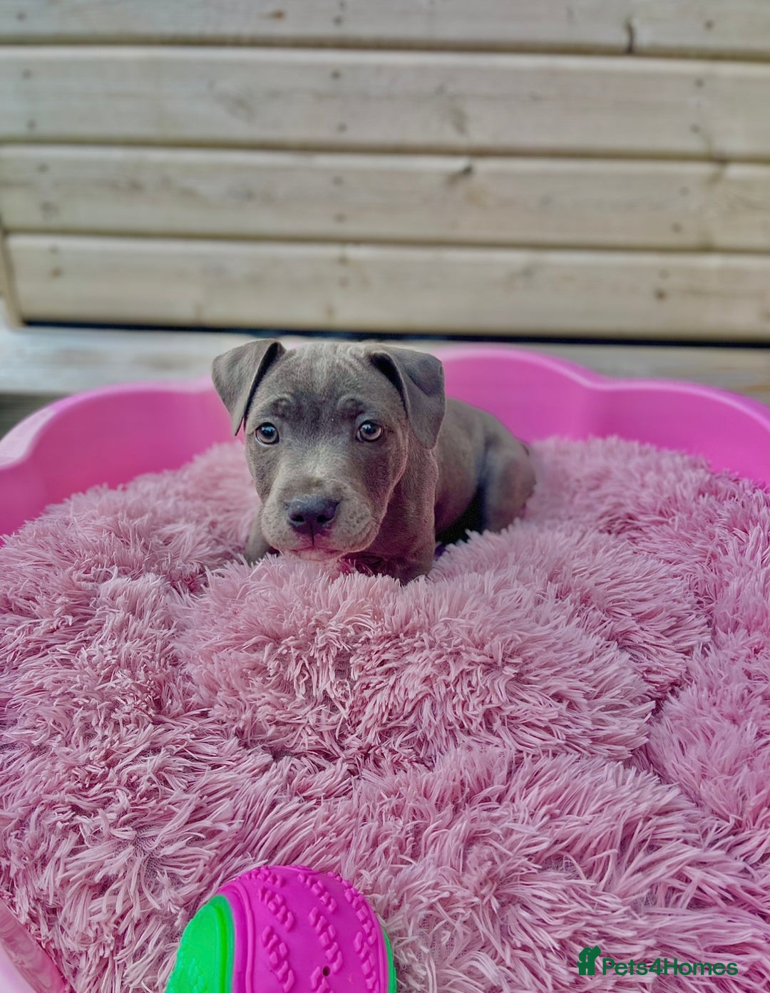 Staffordshire Bull Terrier dogs for sale: Blue StaffordshireBull Terrier Champion Pup - Image 4
