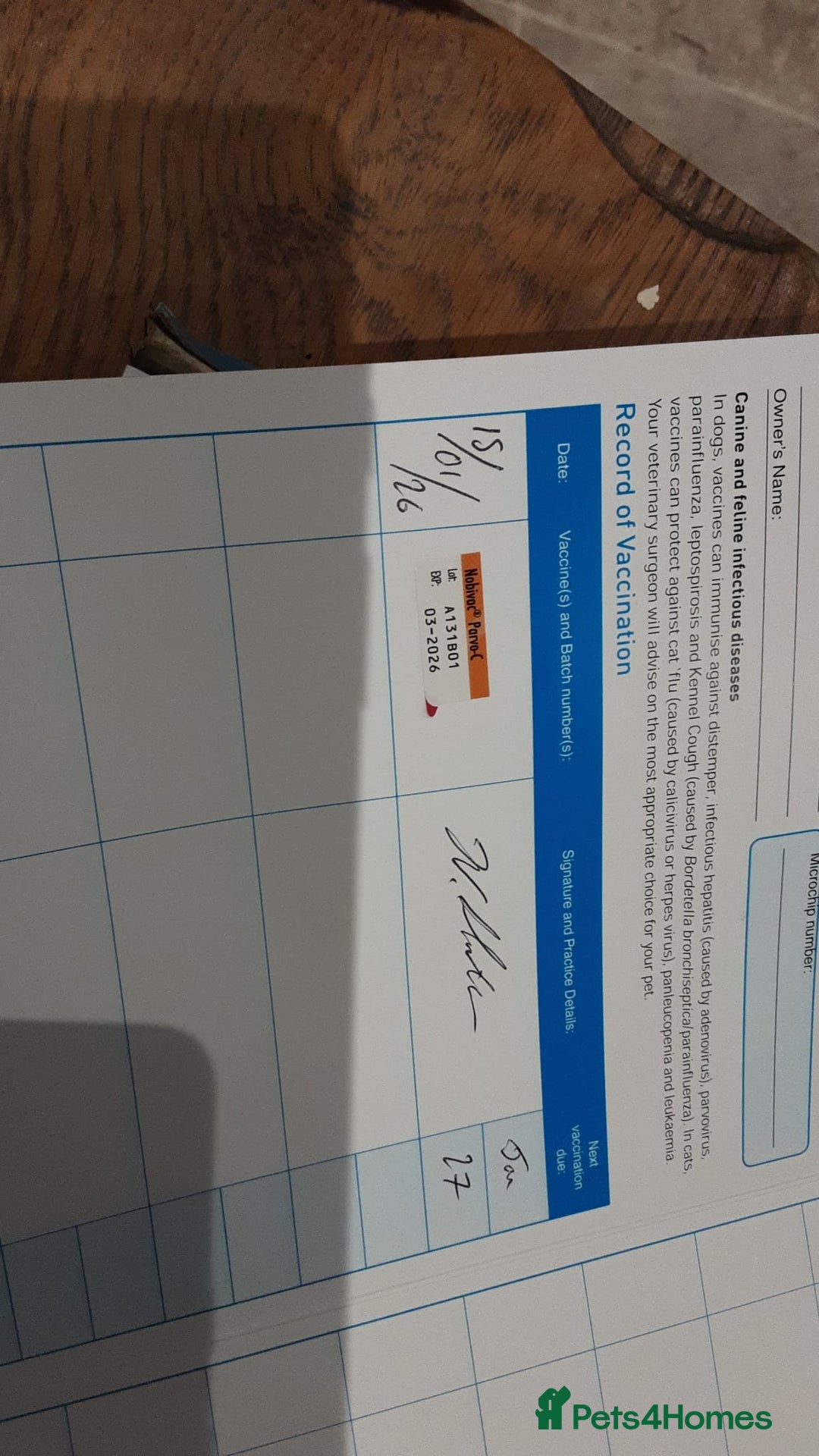 Miniature Poodle dogs for sale: Stunning poodles puppies  ready now   - Advert 13