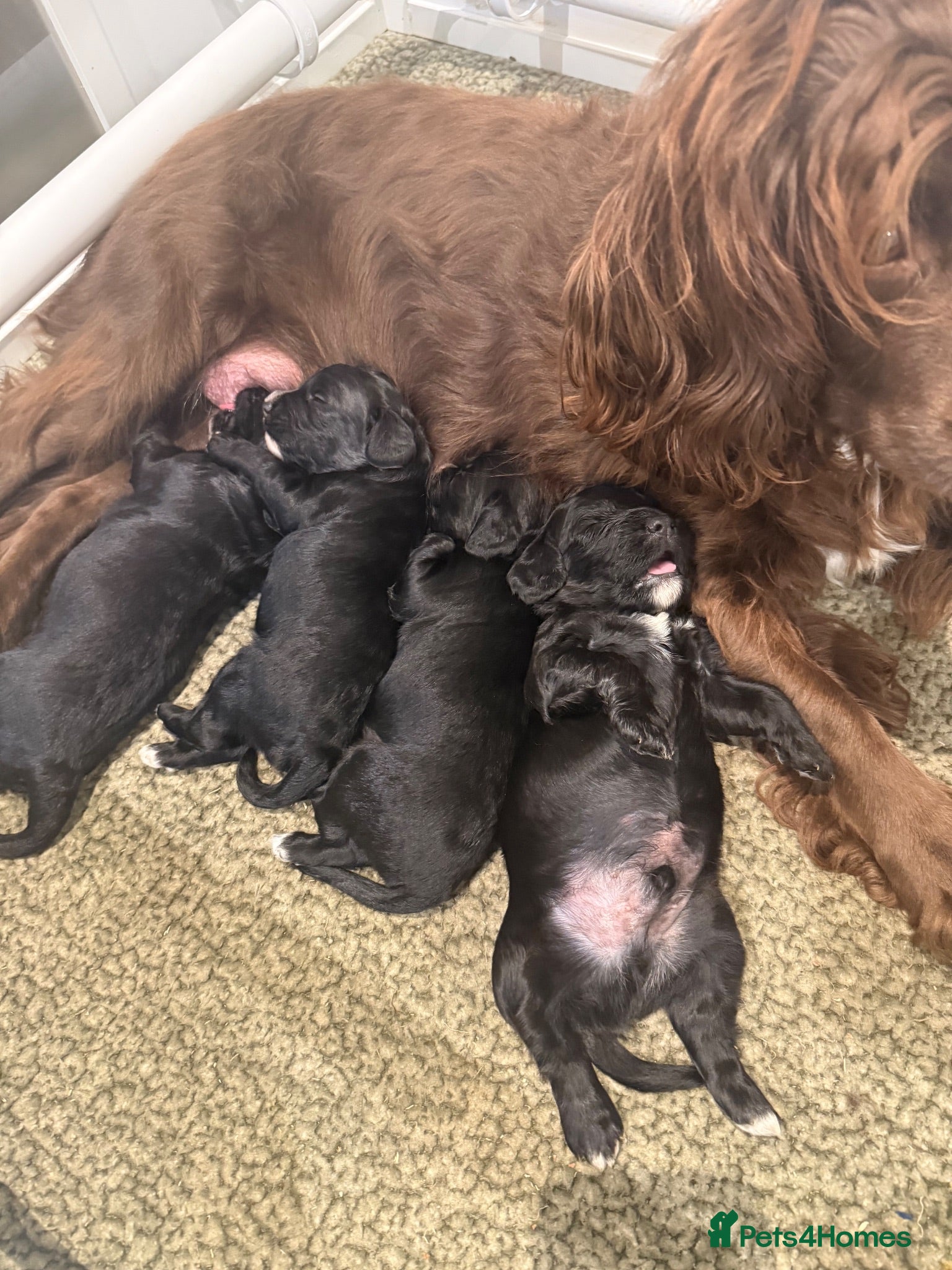 Mixed Breed dogs Sprockerpoo pups - Advert 5