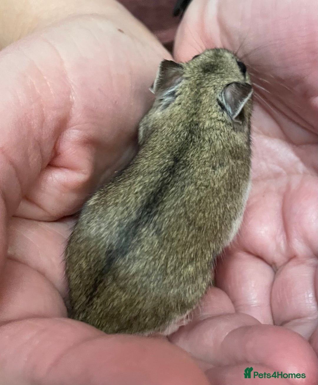 Hamster rodents for sale: Chinese female hamster from show stock - Advert 3
