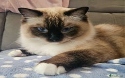 Ragdoll cats for sale: 💎 2 Exceptional Pedigree Ragdolls-young adults💎 - Image 13